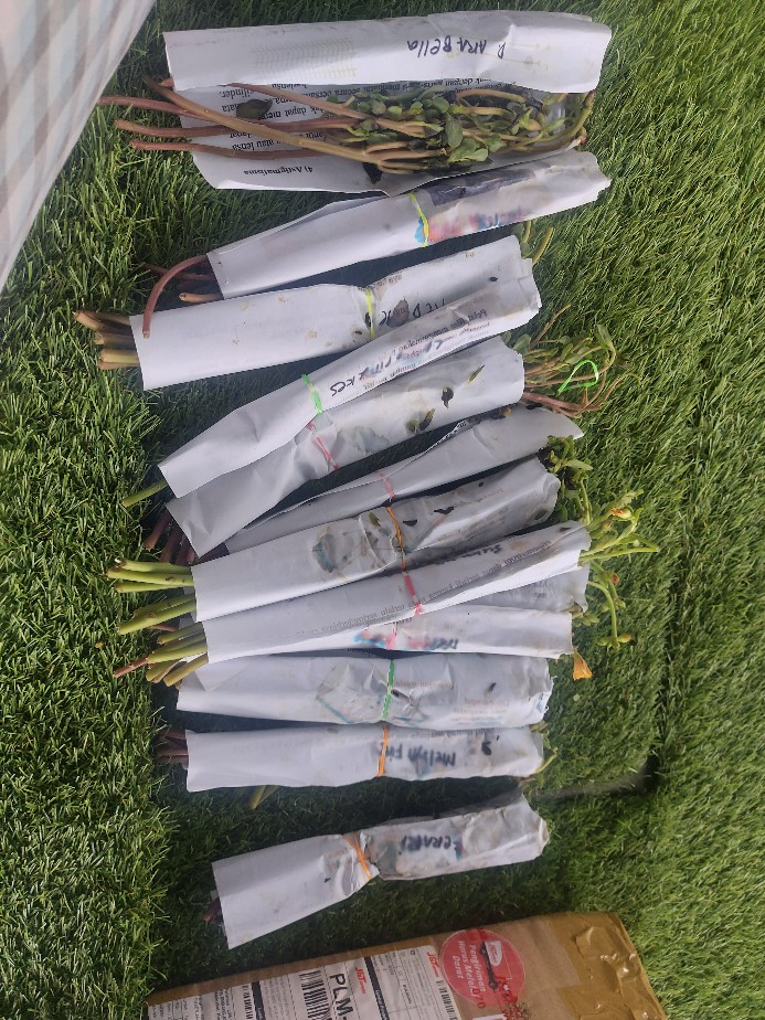 5 Stek Krokot Import Duna Bom Fire