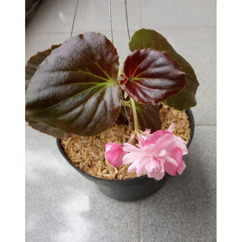 Bibit Bunga Begonia Mawar