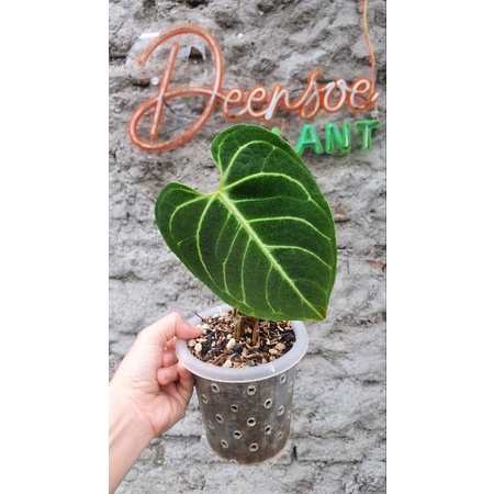 anthurium regale ori peru daun aktif bonggol besar