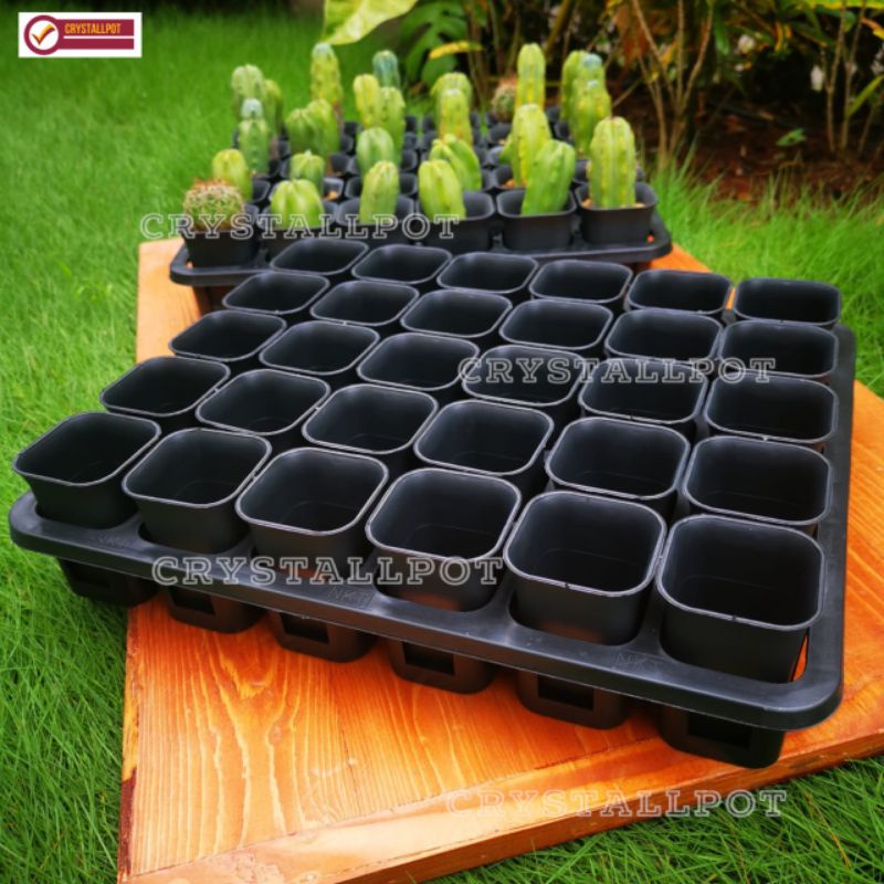 1 SET TRAY LUBANG 30 + POT NKT KOTAK 5CM HITAM 30 PCS | TRAY SEMAI BIBIT