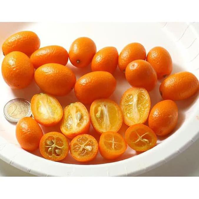 Jual Bibit Tanaman Buah Jeruk Nagami Kumquat Pohon Jeruk Nagami Berbuah