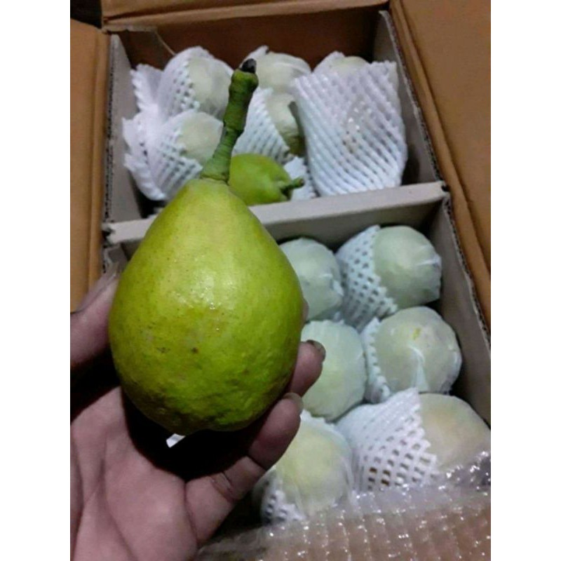 

Pear Xiang Lie