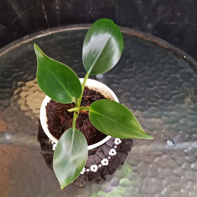 Philodendron birkin baby -02-