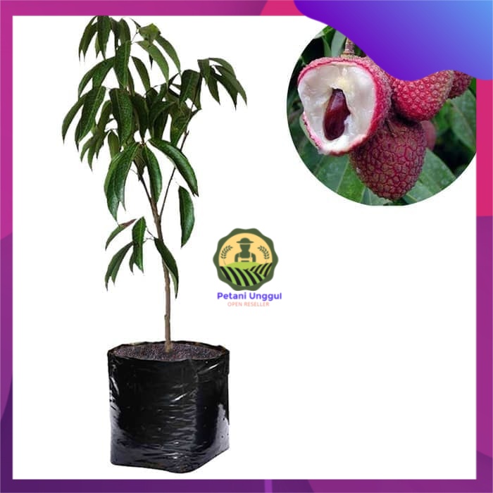 Bibit Leci Dataran Rendah