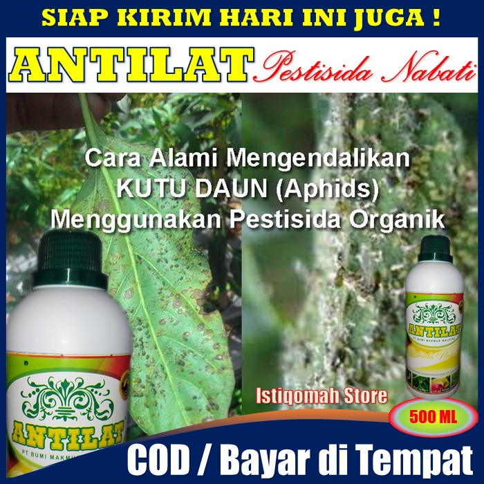 ANTILAT 500ml Obat Hama Pembasmi Walang Sangit/Kungkang Pada Semua Tanaman - Obat Hama Walang Sangit Pada Padi Paling Ampuh - Obat Pembasmi Hama Walang Sangit Pada Tanaman Padi - Racun Hama Walang Sangit Kungkang Paling Manjur TERLARIS