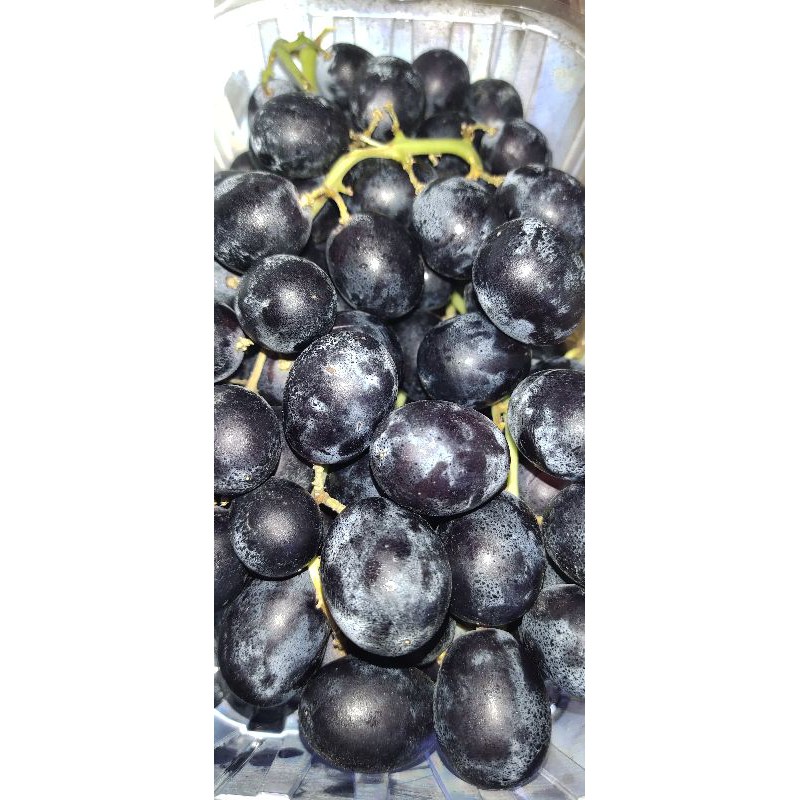 

ANGGUR AUTUM EGYPT(MESIR)/500gr