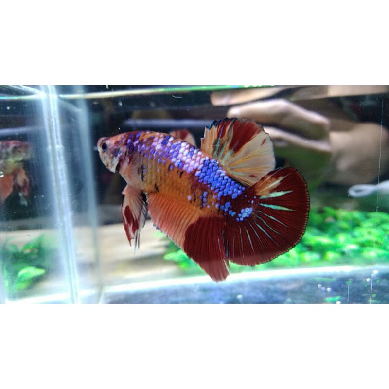 Ikan Cupang Nemo Emerald BO 5 cm Usia 5 Bulan