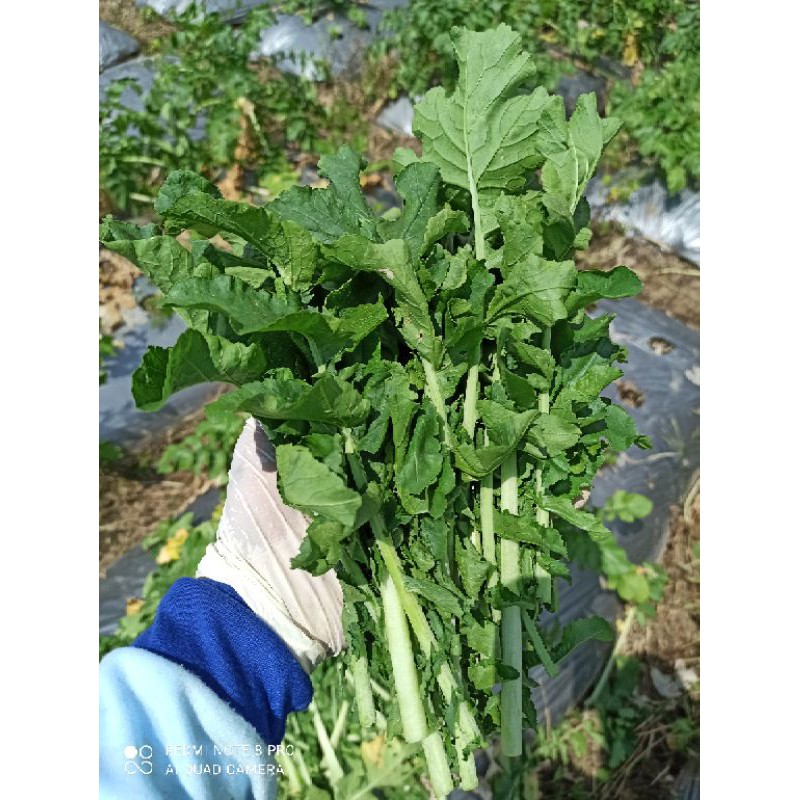

Daun lobak organic 500grm