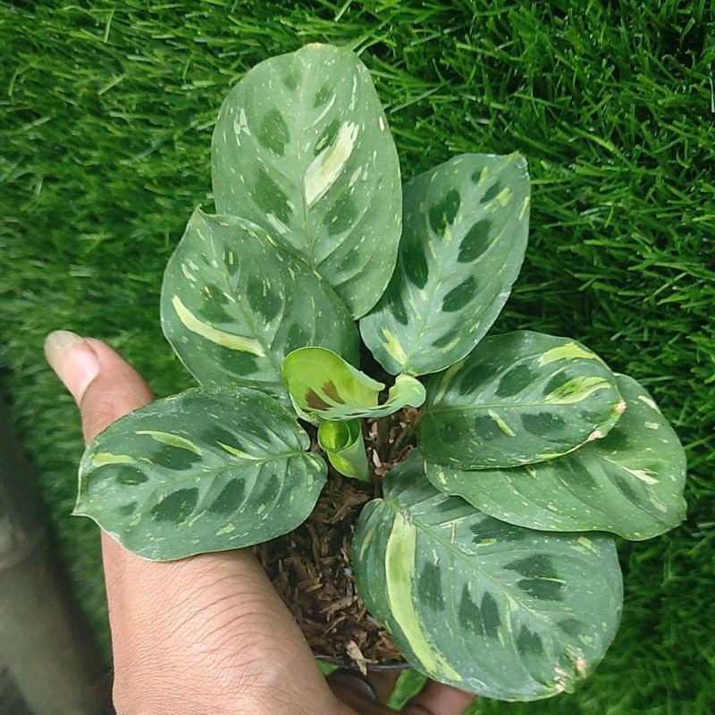 Calathea variegata, Calathea levonero variegata, Bibit levonero variegata
