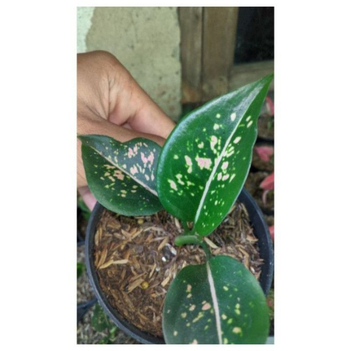 aglonema Ruby compakta(baby)