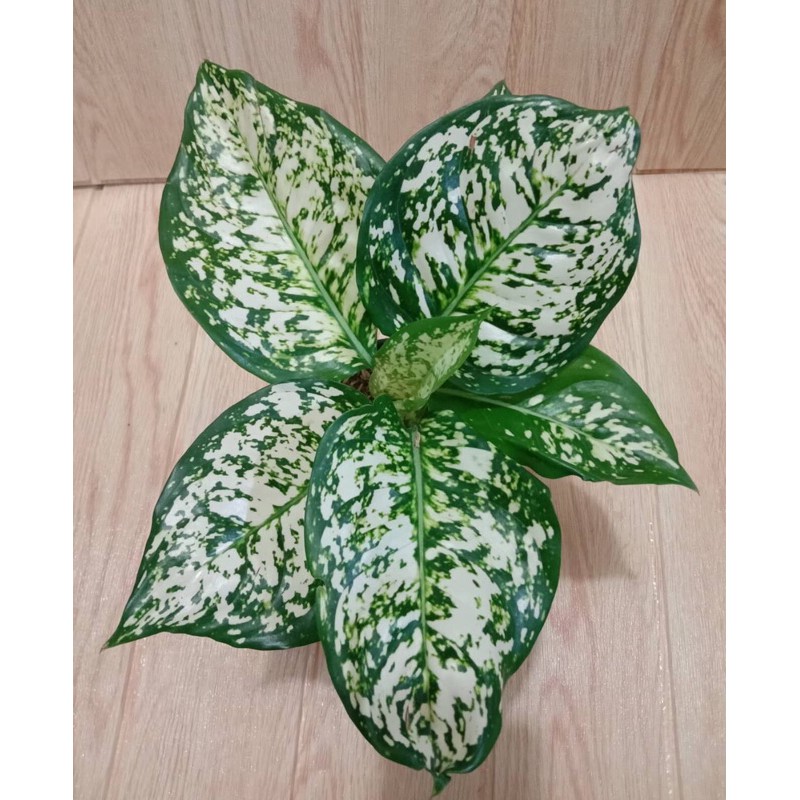 Aglonema dut white-tanaman hias aglonema dut white