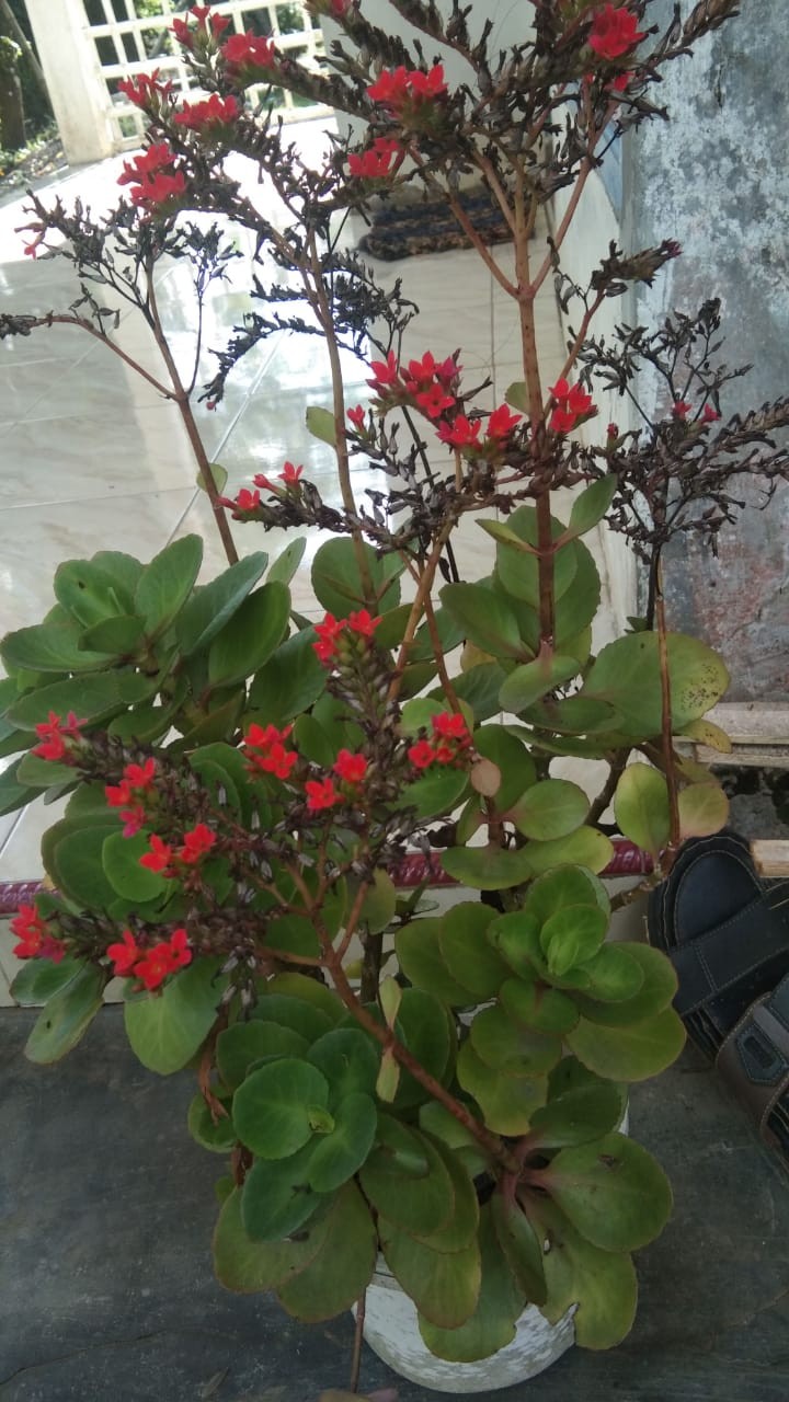 Setelan Batik Anak Umur 1 Samapai 2 Tahun