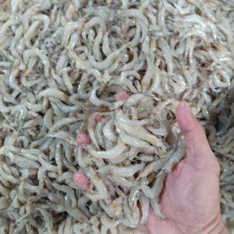 

Udang Sayur Laut segar harian bukan bekuan 1kg