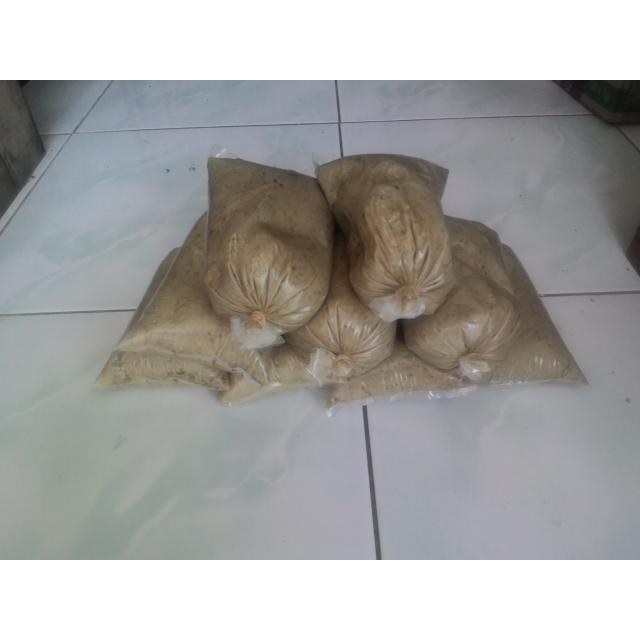 lemak kuda untuk umpan pancing galatama lele