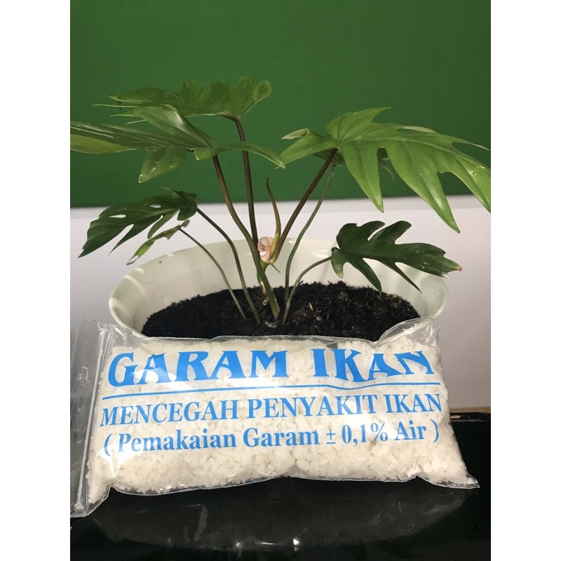 

Garam ikan