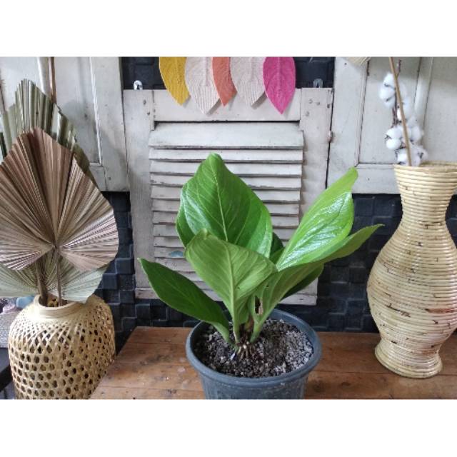 Anthurium jemani kobra katalog