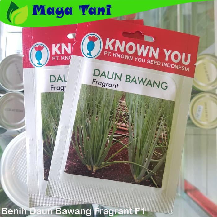 Benih Daun Bawang Fragrant F1