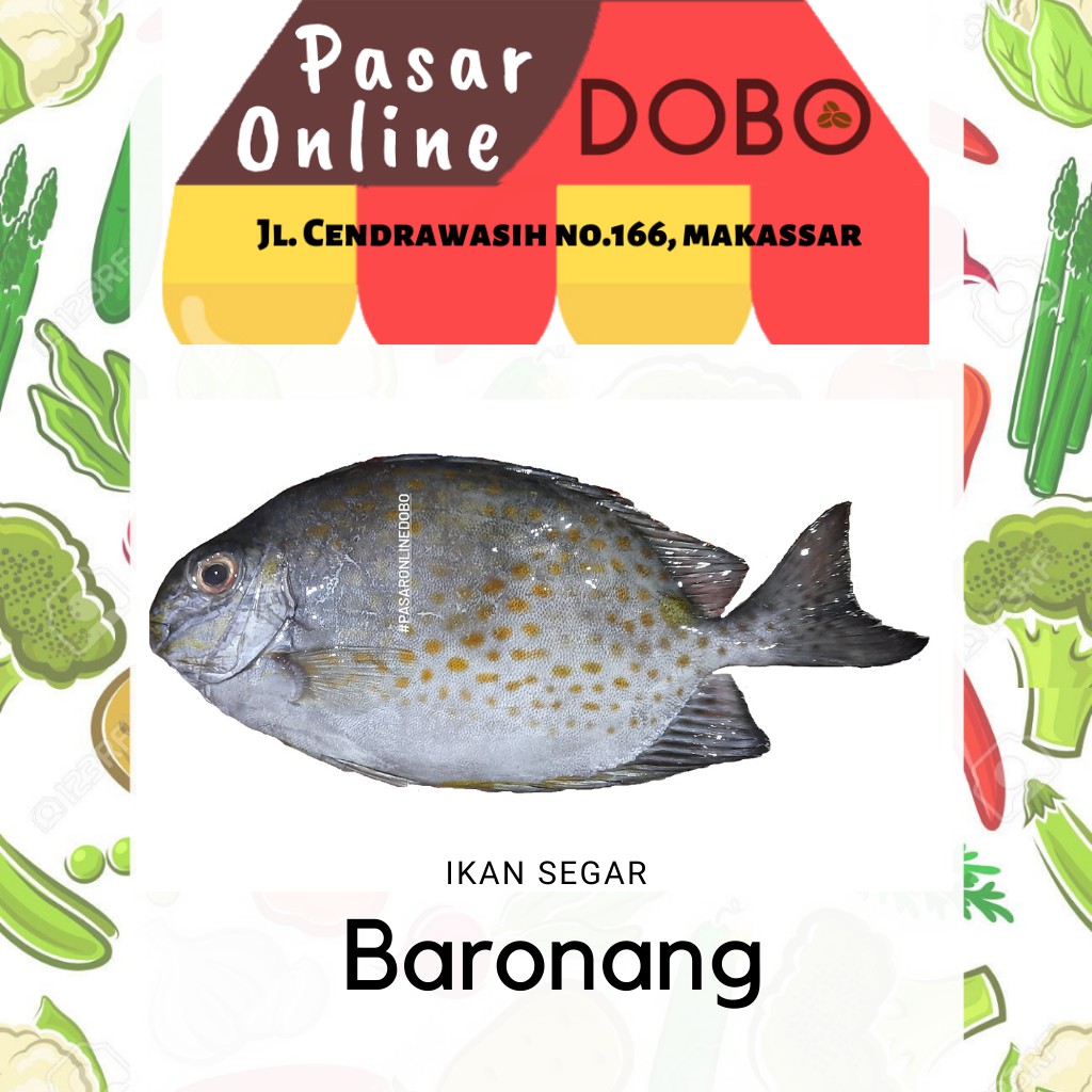 

Ikan Baronang Segar