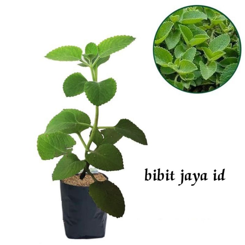 Bibit Tanaman Jinten/Jintan Hitam (HERBAL)
