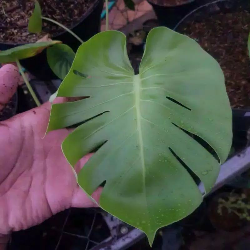

bibit monstera king