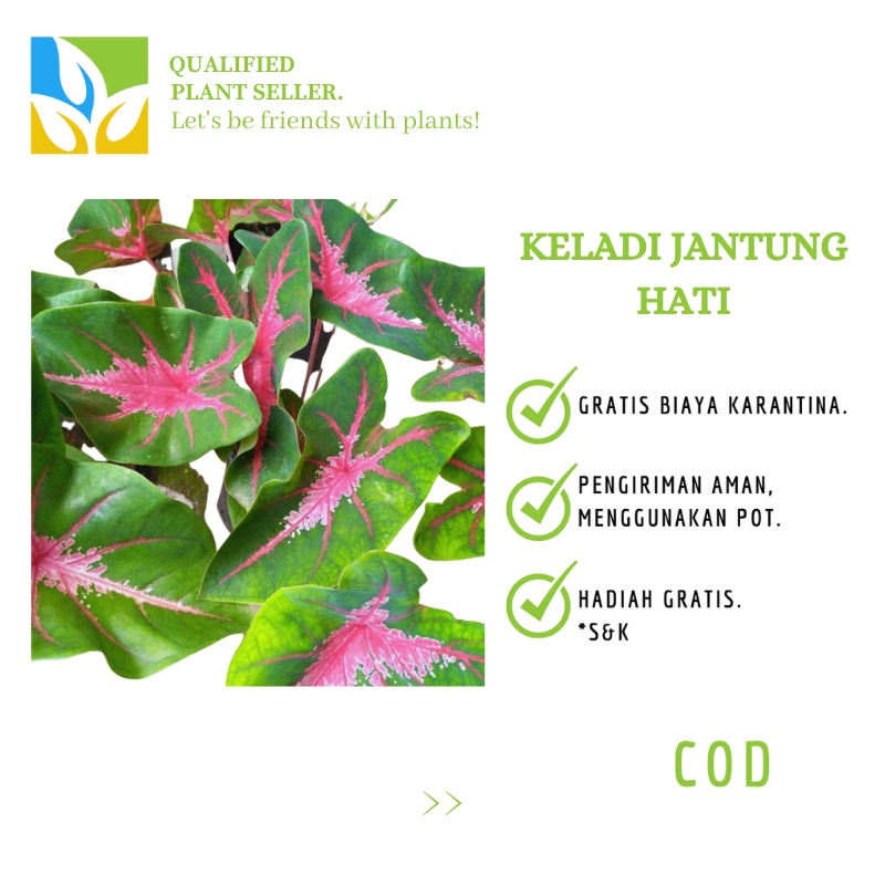 Tanaman Hias Keladi Jantung Hati
