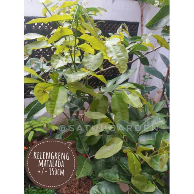 Kelengkeng matalada / hawae tinggi 150cm