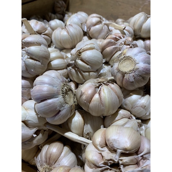 

bawang putih honan/banci/kating fresh import 1kg