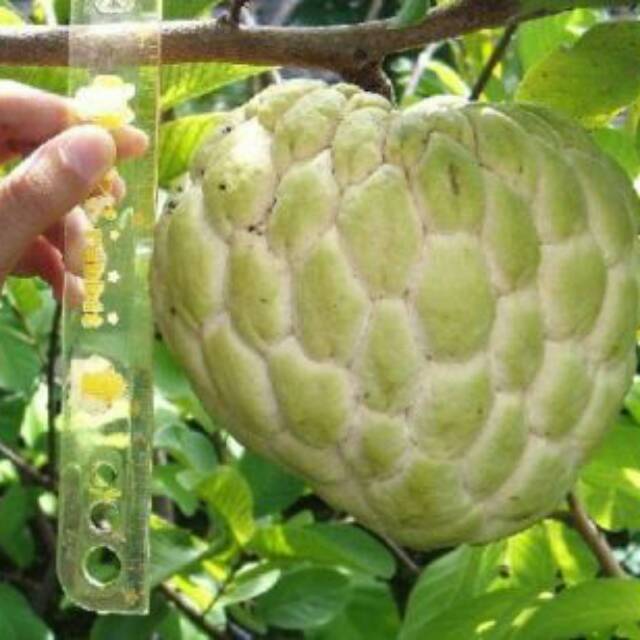 

Srikaya jumbo asli madura.paling manis sedunia.