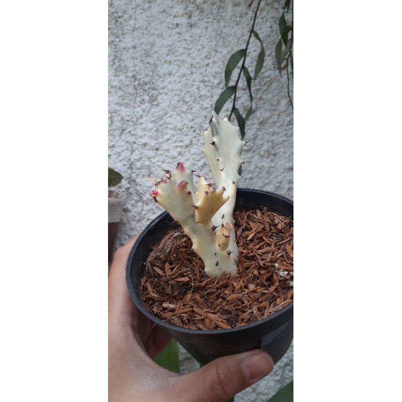 kaktus tulang atau kaktus varigata