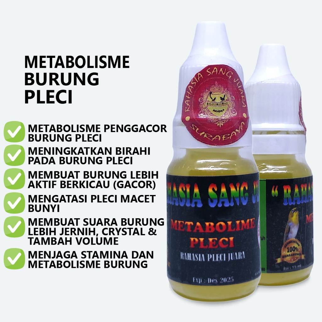 METABOLISME PLECI | DOPING PLECI GACOR MENINGKATKAN BIRAHI BURUNG PLECI MENGATASI PLECI MACET