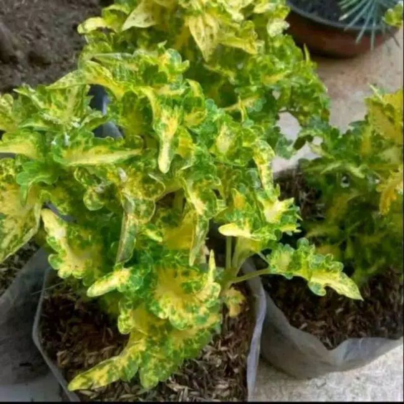tanaman hias miana keriting kuning hijau - miana