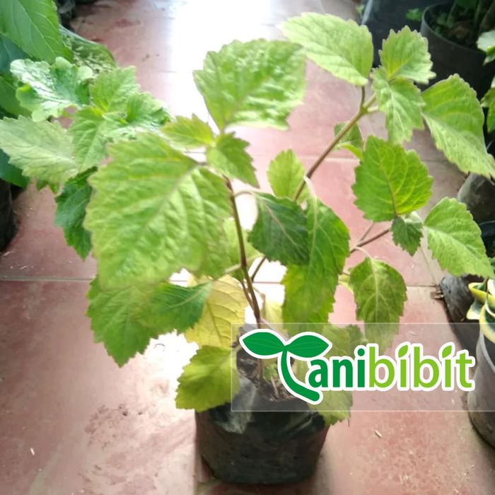 Bibit Tanaman Nilam - Daun Nilam - Minyak Nilam - Herbal