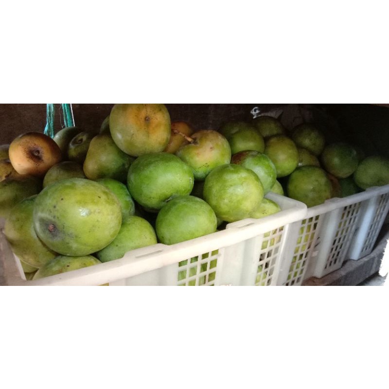 

Mangga Apel Matang 10kg