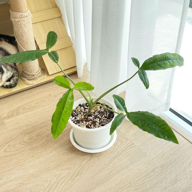 Tanaman hias Syngonium auritum