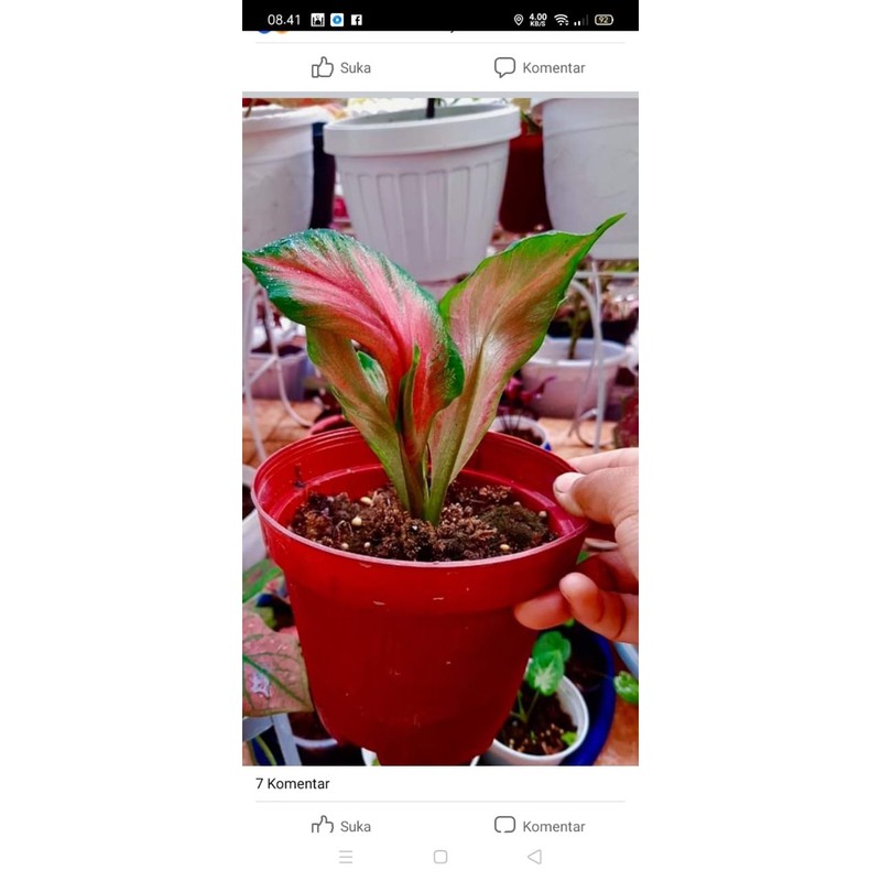Caladium Red Peacock sesuai gambar