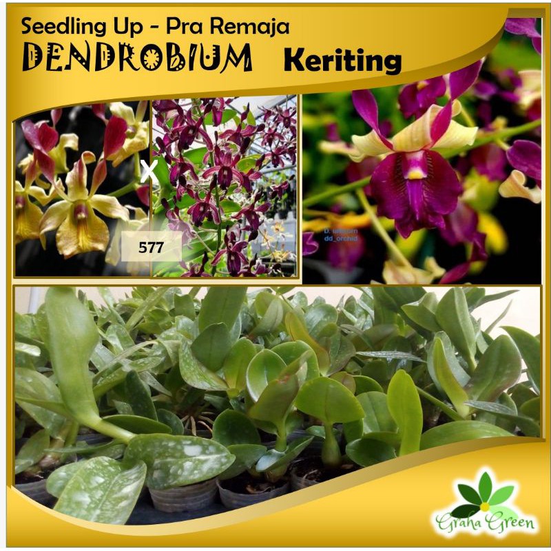 Anggrek Dendrobium Keriting Pra Remaja