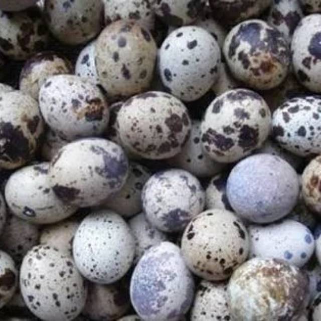 

Telur Puyuh Matang / Mentah (10 butir)