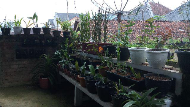 Anggrek Tanah Paket Hemat