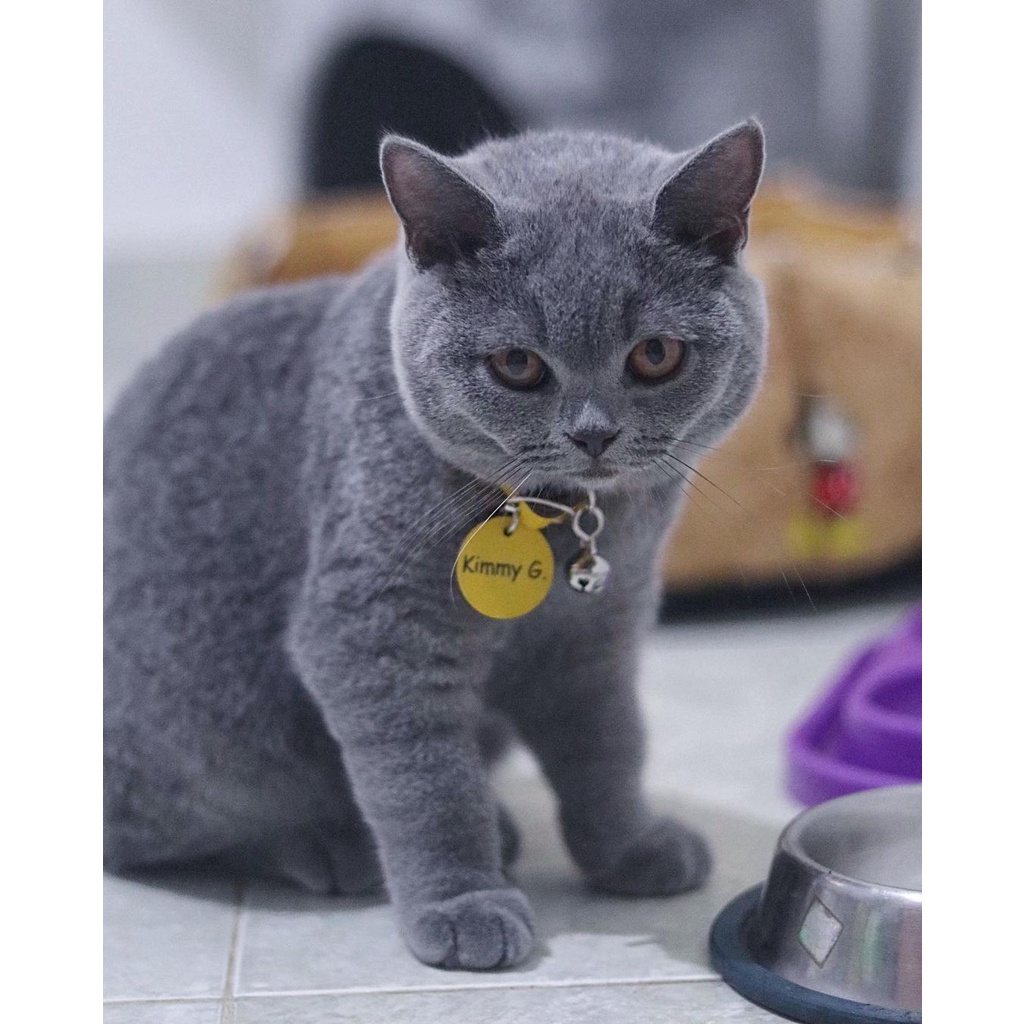 LOOD KALUNG KUCING KULIT ASLI- GRATIS UKIR NAMA - KUNING