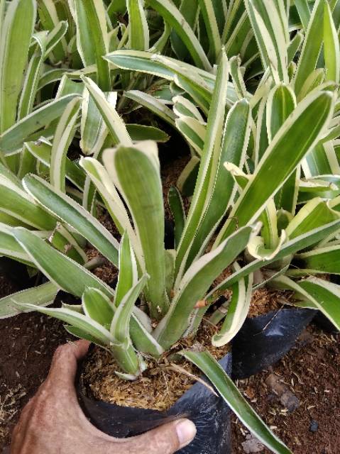 Tanaman Hias Bromelia Variegata - BakulKembang