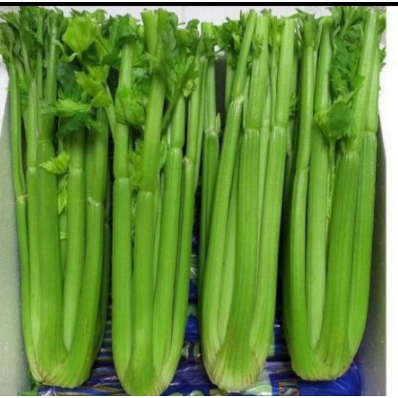 

Seledri import segar 1kg