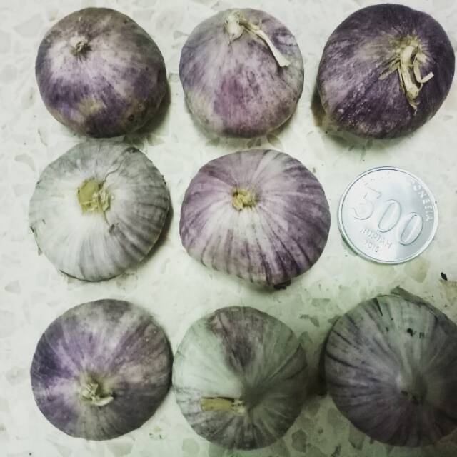 

250gr Super2 Jumbo Giant Bawang Putih Tunggal Lanang