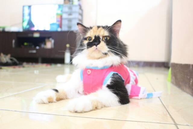 Dress pinky blue lucu untuk kucing dan anjing / baju kucing murah meriah size S M L XL