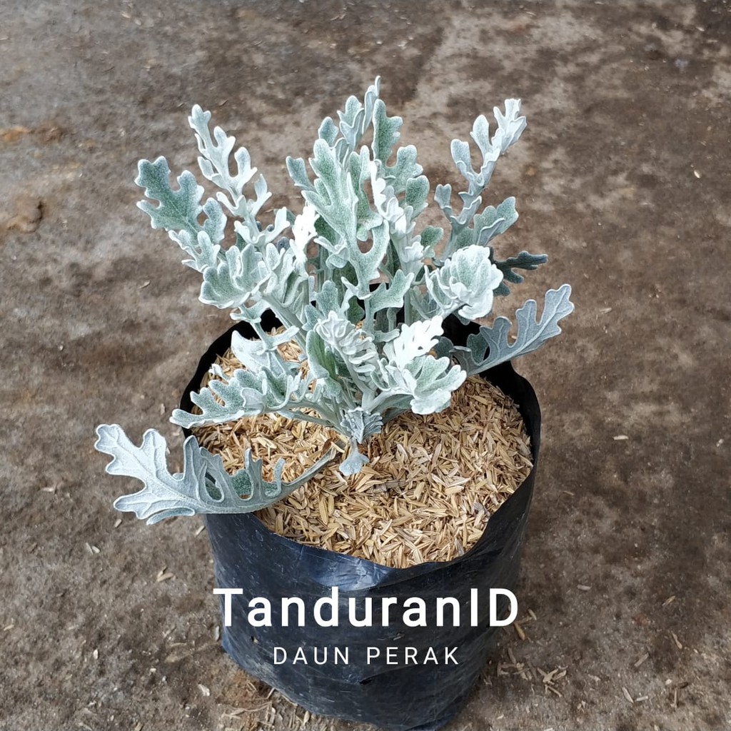  Tanaman Hias Daun Perak  putri salju Shopee Indonesia