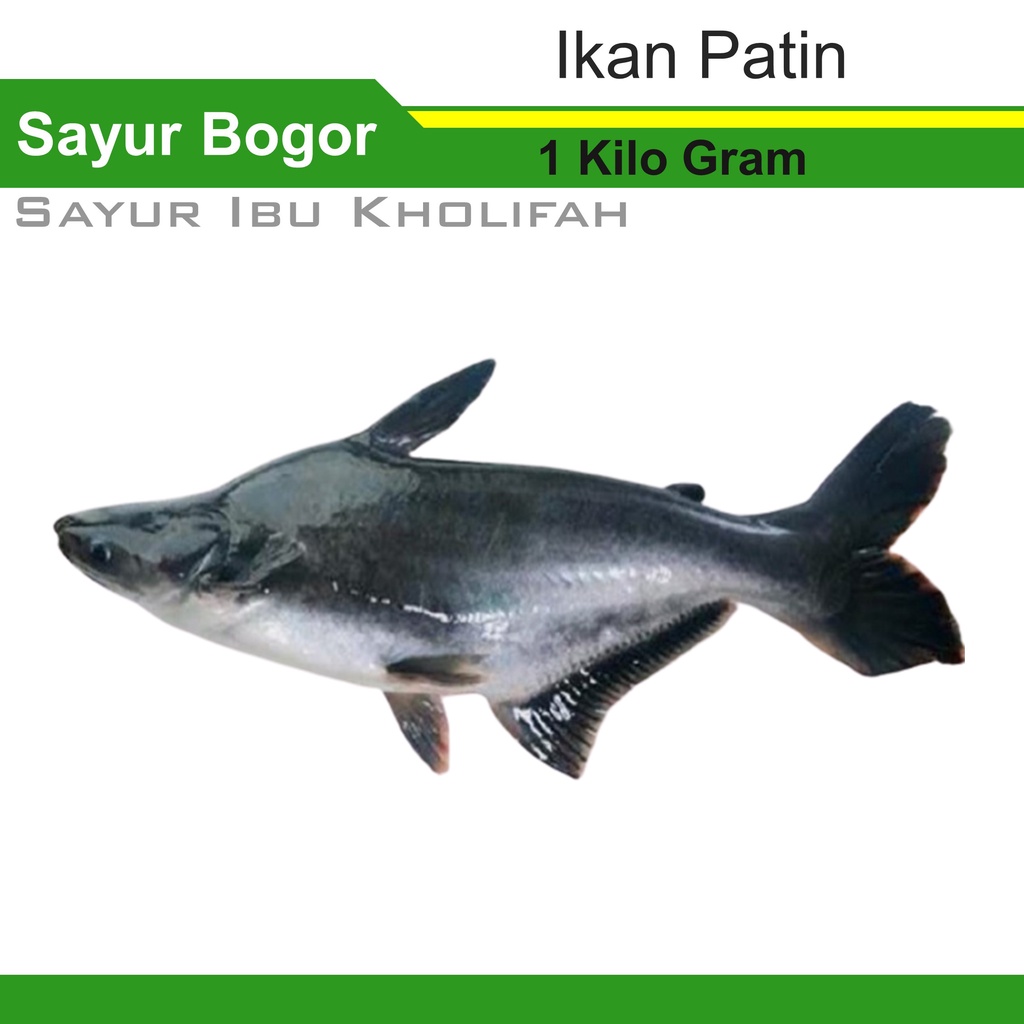 

Ikan Patin Segar 1 Kilo Gram Lauk Pauk Ikan Segar bogor