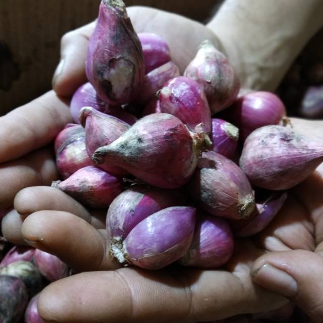 

Bawang merah pilihan