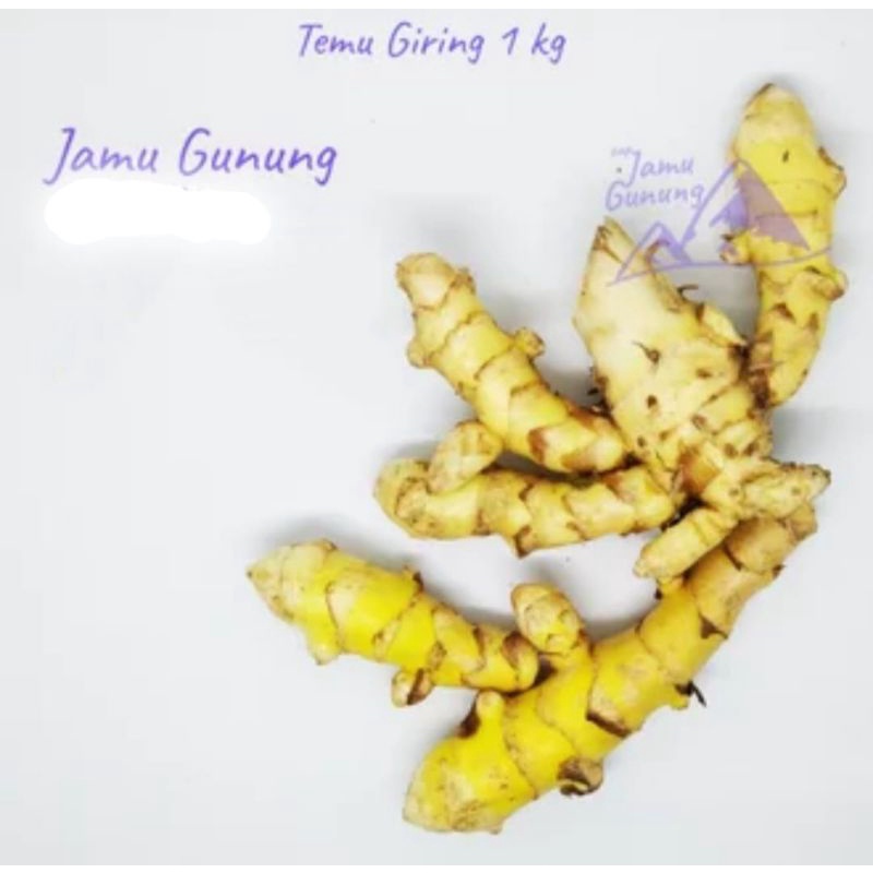 

Temu Giring Segar / Jamu Gunung