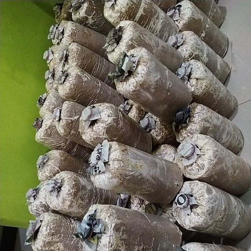 

Baglog jamur tiram kualitas unggul