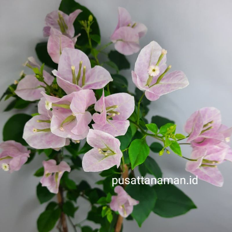 PROMO BUNGA BOUGENVILLE JENIS BABY ROSE