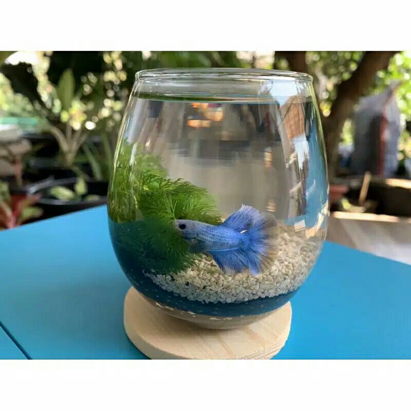 aquarium mini kecil gelas untuk ikan cupang Dan ikan kecil lain aquascape tanpa tatakan